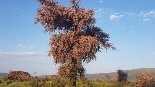 ኣብ ልዕሊ ገረብ ዝዓለበ ዕስለ ኣንበታ