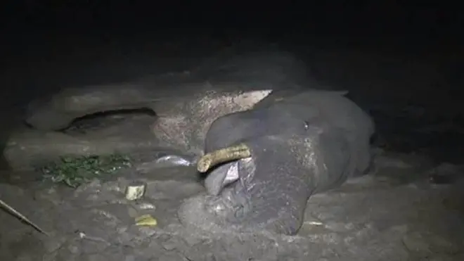 වෙඩි වැදුණු ඇතෙක්