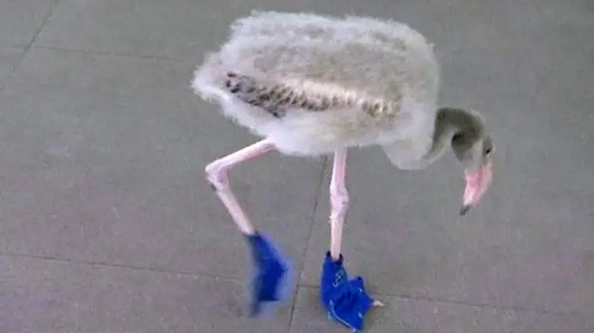 Baby flamingo wearing booties