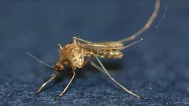 질병청은 부산 지역에서 일본뇌염 매개모기인 '작은빨간집모기'를 다수 확인했다고 설명했다