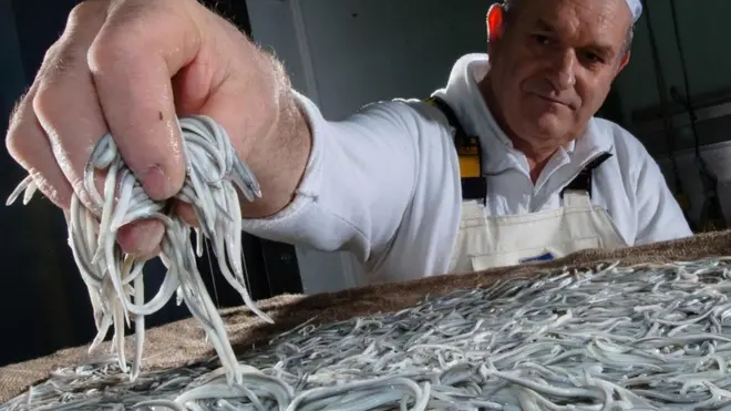 Baby eels, or angulas, are one of Spain’s most expensive foods (Credit: David Doubilet/Getty Images)