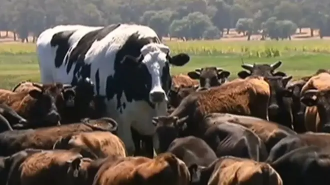 పెద్ద ఆవు