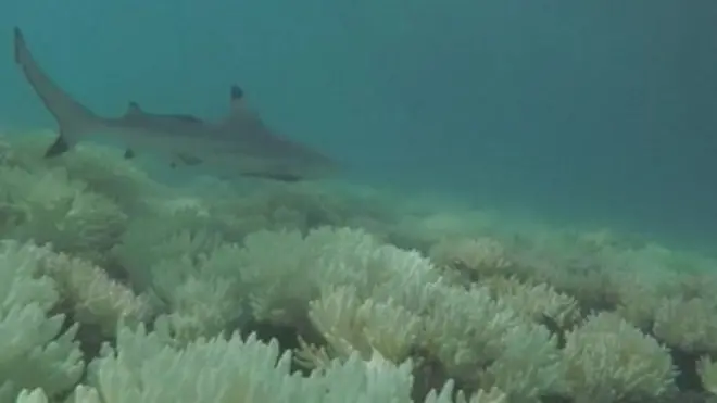 ปะการังฟอกขาว