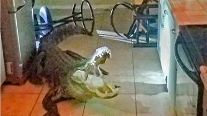 алігатор на кухні