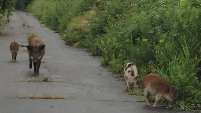 Rare spotted wild boar observed inside the evacuated area of Fukushima, Japan, indicative of the breeding with domestic pigs following the 2011 disasters