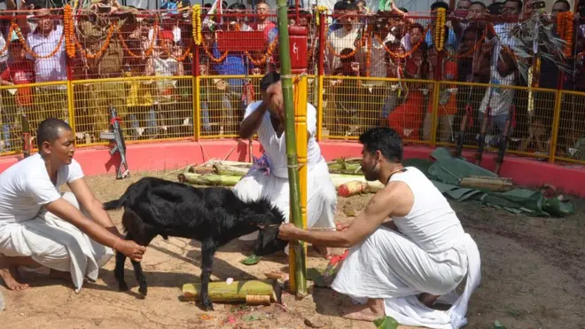 ඉන්දියාවේ සත්ව බිලි පූජාවක්