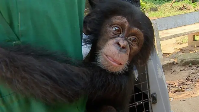 A baby chimp who was rescued and given a new home