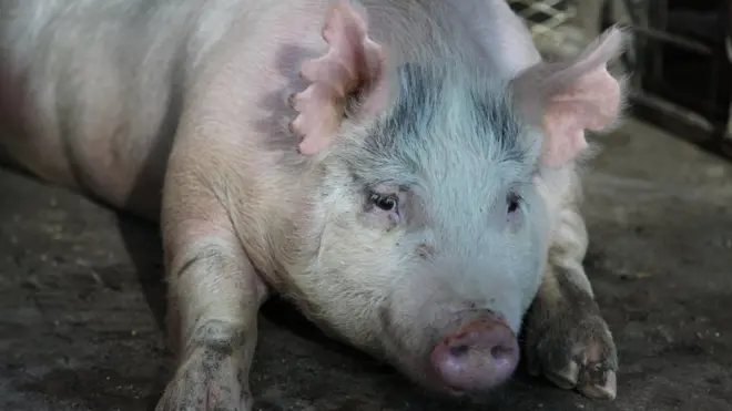 Pregnant sow carrying pig human chimera embryos