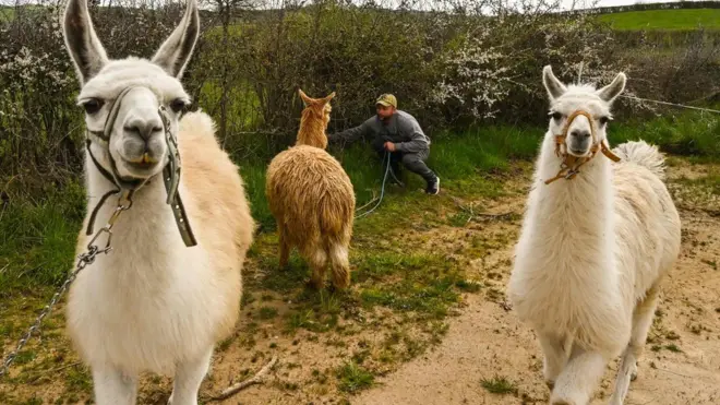 Лами виробляють антитіла, здатні пригнічувати коронавірус