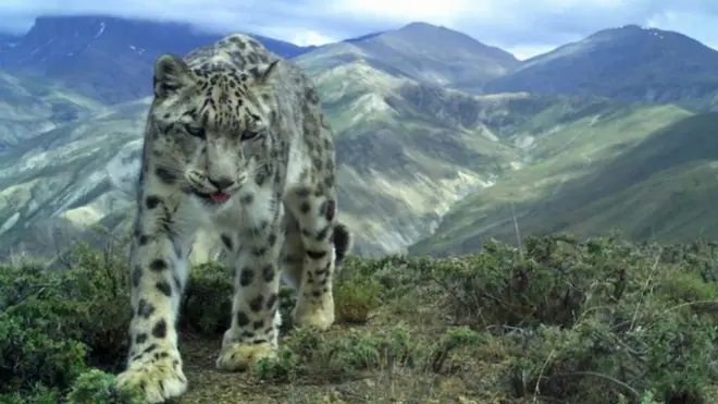 हिउँचितुवा