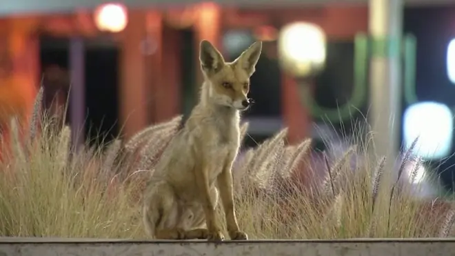 Лисы стали чаще выходить на улицы городов.