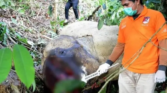Bunta, gajah yang banyak membantu BKSDA Aceh dalam menggiring gajah liar yang berkonflik di berbagai tempat, mati terbunuh Juni 2018.