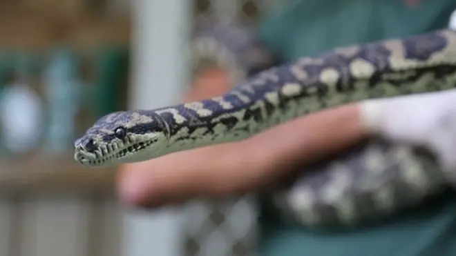 قانونی وجوہات کے سبب اس سانپ کو کوئی نام نہیں دیا جا سکتا