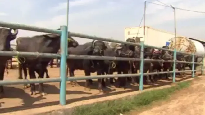 Qalidda iyo cunista lo'da ayaa la mamnuucay