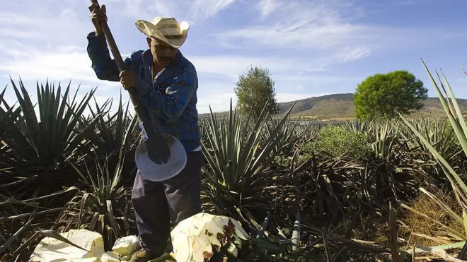 Del corazón del agave cultivado en México se produce el tequila, pero sus deshechos podrían ser reaprovechados por la industria automotriz para crear bioplástico.