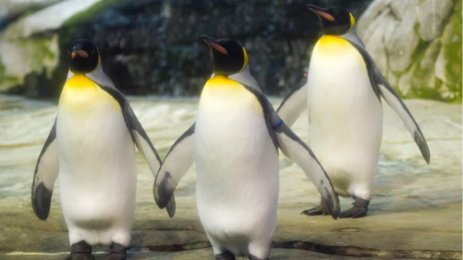 The penguins of Berlin Zoo await the hatching