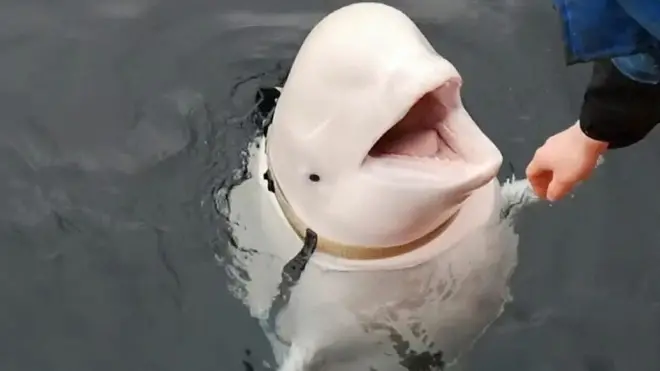 белуха в ремнях