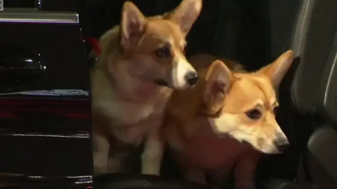 коргі кроолеви