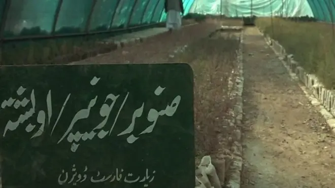 صنوبر کے نایاب درخت