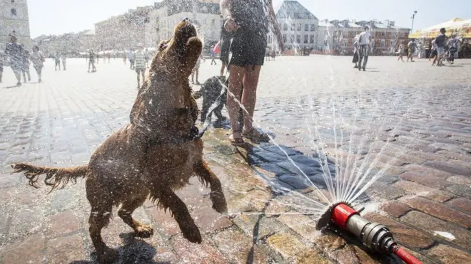 Тварини п'ють воду із пульверизаторів у Варшаві.