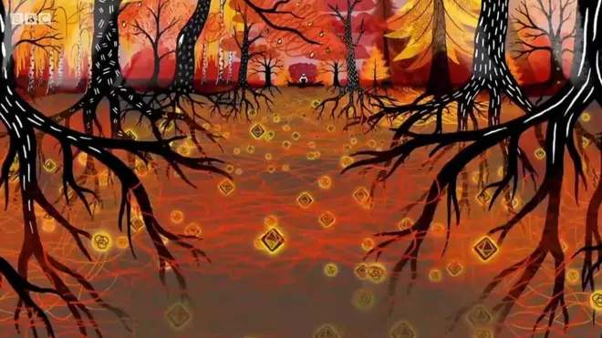 وُڈ وائیڈ ورلڈ: