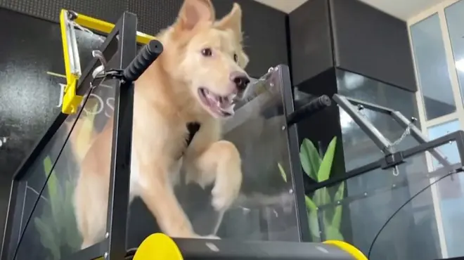 Psi pronašli predah od vreline u teretani