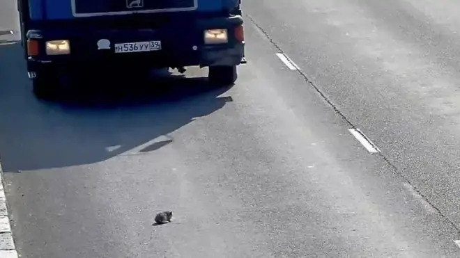 Котенок на дороге