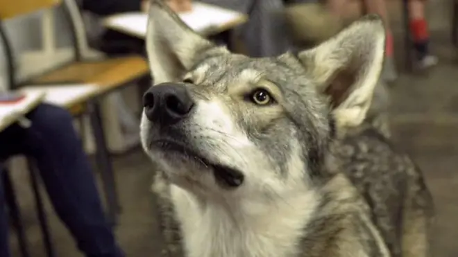 Lobo