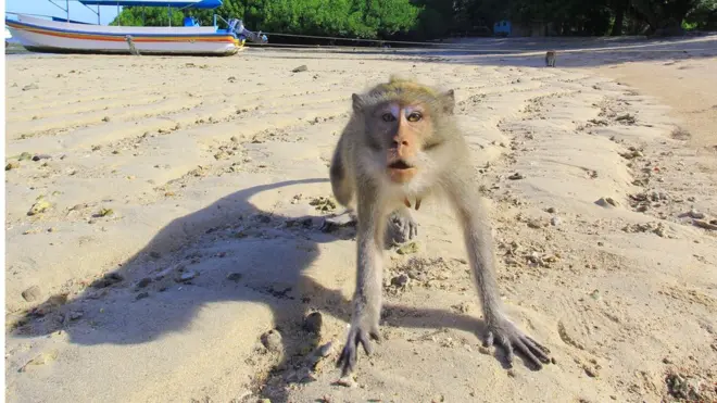 Seekor monyet terlihat di Situbondo, Jawa Timur. Kawanan monyet liat jenis makaka ekor panjang dilaporkan telah menyerbu permukiman penduduk sdi Boyolali, Jawa Tengah, sejak dua bulan terakhir.