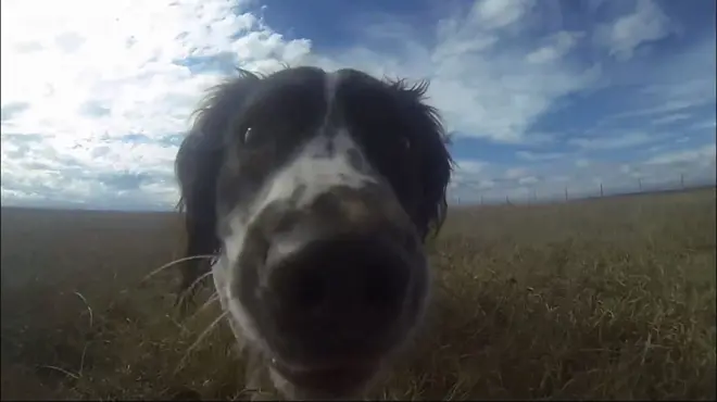 สุนัขยื่นหน้าเข้าหากล้อง