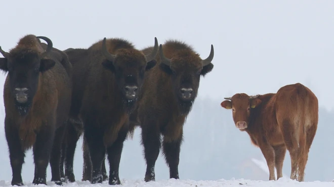 The cow survived the winter unscathed