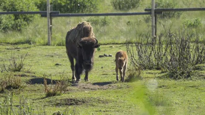 A mother bison and her calf will stay close together for the first year of its life