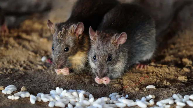 Rats na di major cause of Lassa Fever for Africa