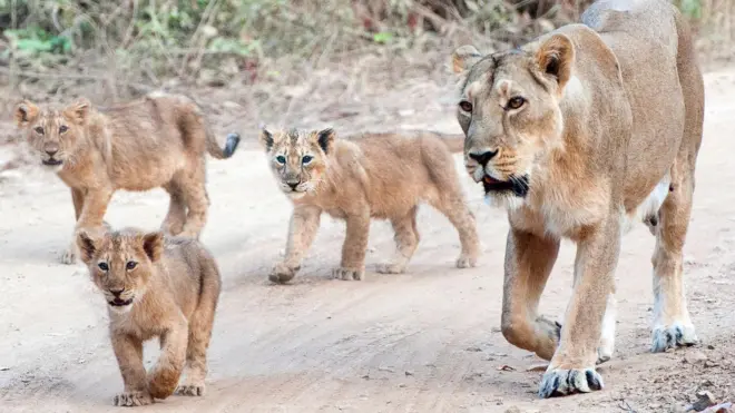 ગીર સિંહનાં મૃત્યુ કેમ થયા, સિંહો રૅસ્ક્યૂ, સીડીવી વાઇરસ અને સિંહોનાં મૃત્યુ, બબેસીઓસીસ, બીબીસી ગુજરાતી ન્યૂઝ