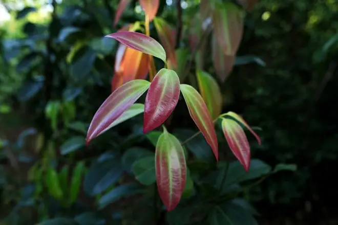 වසර 200කට පසුව ලෝකයට ගිය 'සිලෝන් සිනමන්' අනන්‍යතාවය