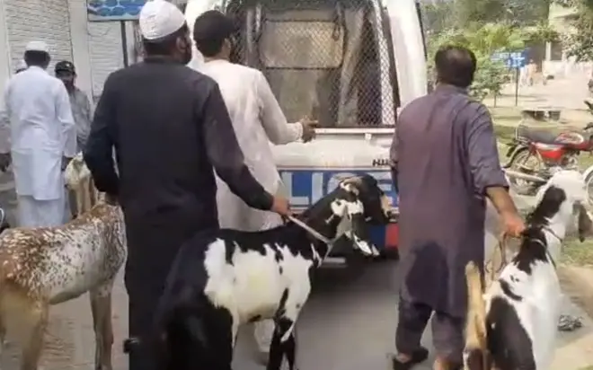 عید، احمدی، قربانی