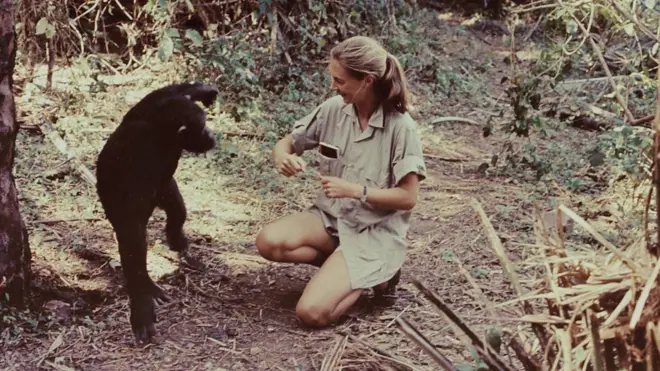Jane Goodall interage com um chimpanzé na Tanzânia