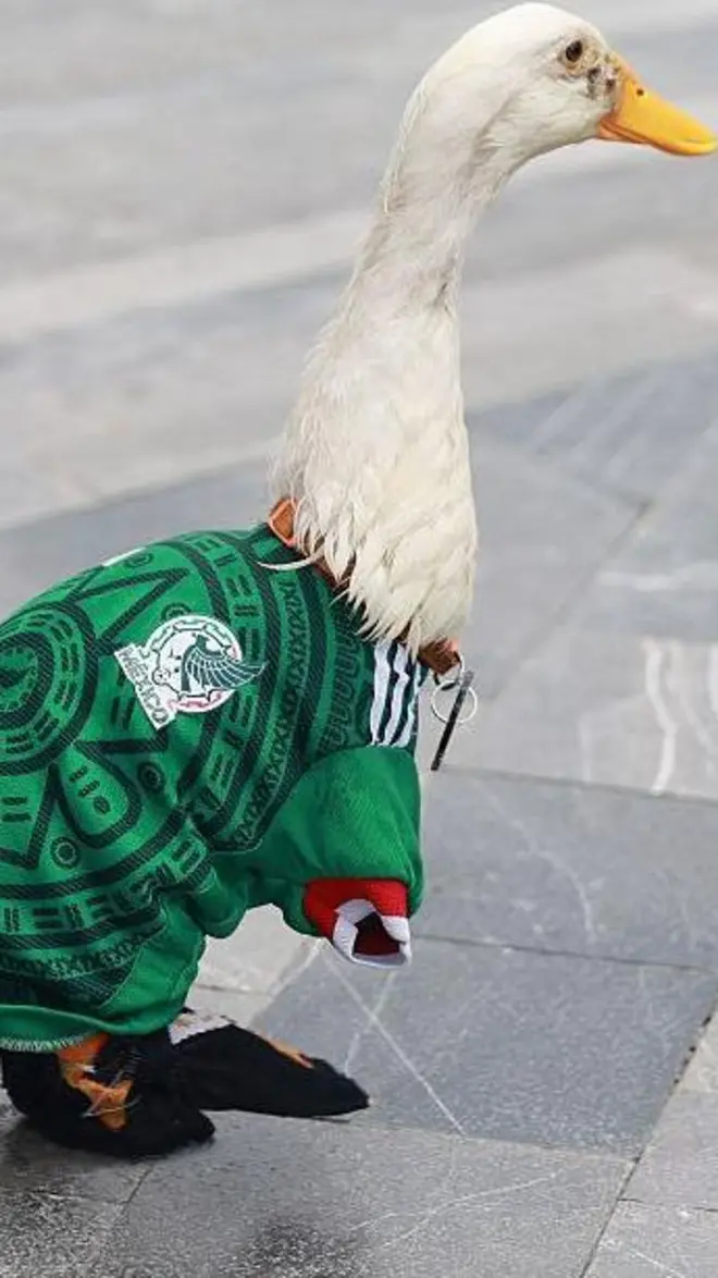 مرلن بطخ