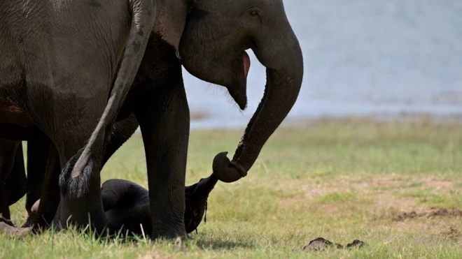 ኣደ ሓርማዝ ንዝሞተ ወዳ ንሰለስተ መዓልቲ እናጐተተት ትዘውር ነይራ