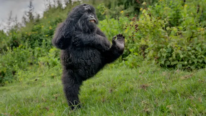 chimp walking with foot up