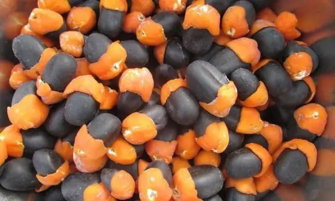 African Mahogany Seeds