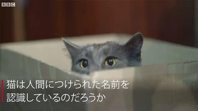 箱に入った猫