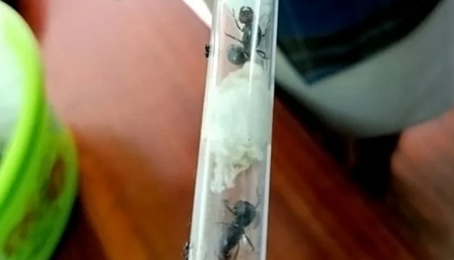 የተሰረቁት ጉንዳኖች