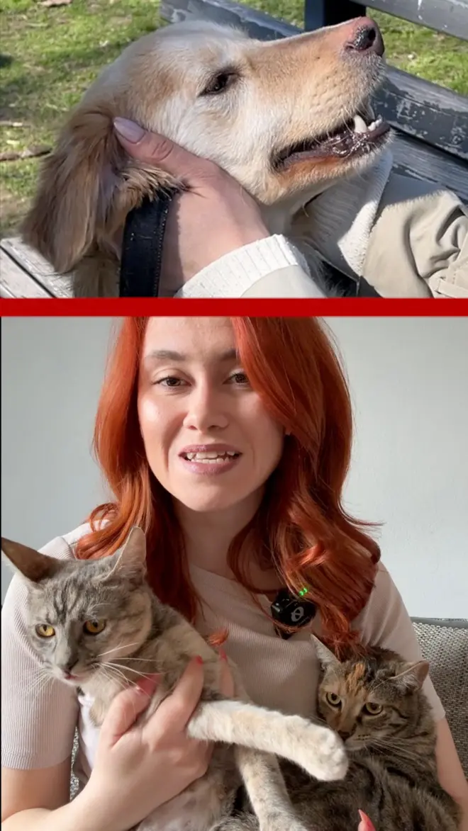 Maštoviti susreti: Tri načina da udomite napuštene životinje