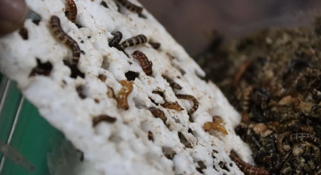 ነፍሳቶቹ ፕላስቲኩን ከበሉ በኋላ ማብላላት ይችላሉ።