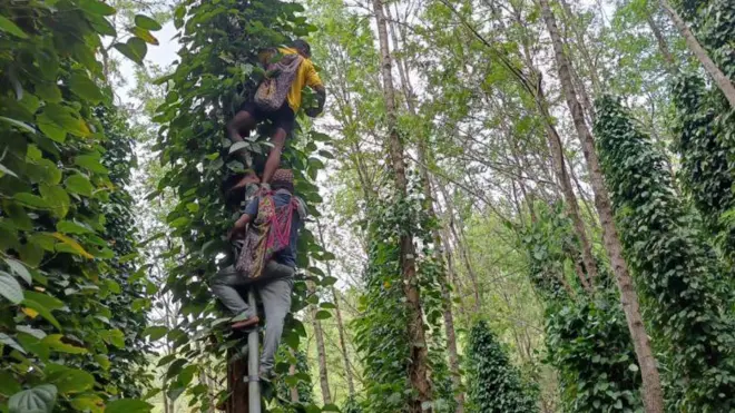 మిరియాలు కోస్తున్న కూలీలు