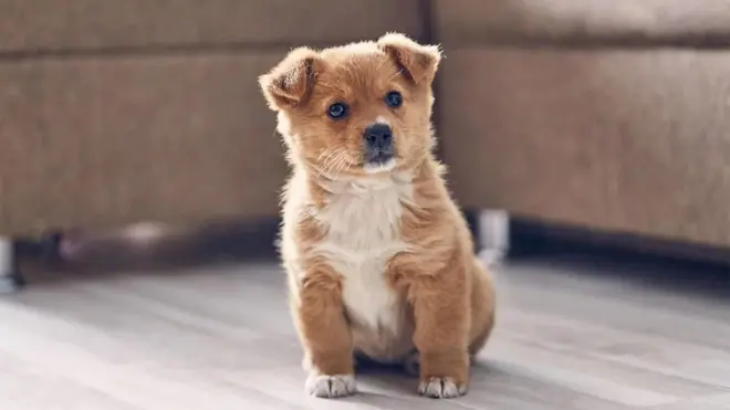 Un petit chien assis regardant dans la caméra
