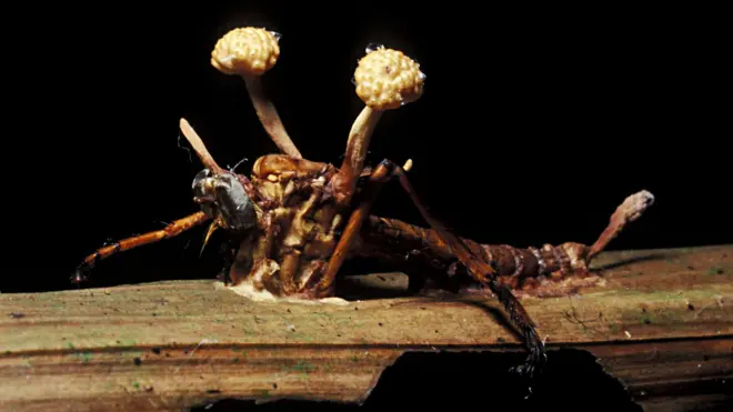 Un insecto que ha sido invadido por un hongo.
