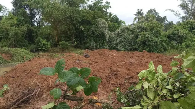 කෲඩියා සිලනිකා