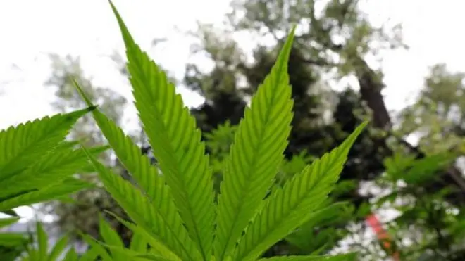 ቖጽሊ ካናቢስ